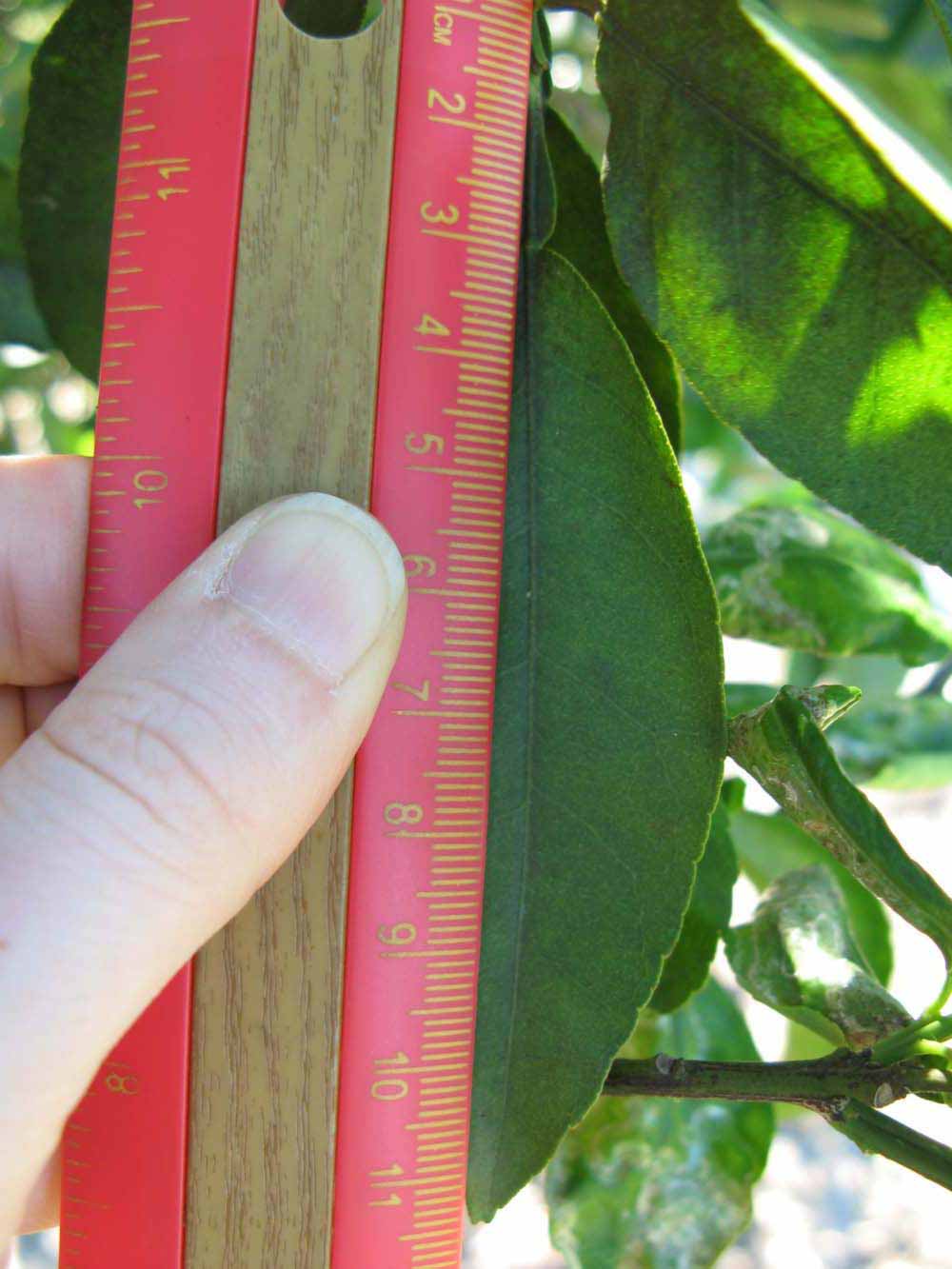              Unifoliolate leaf (Winter Haven, FL)       